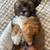 Shihpoo Puppy 2 thumbnail