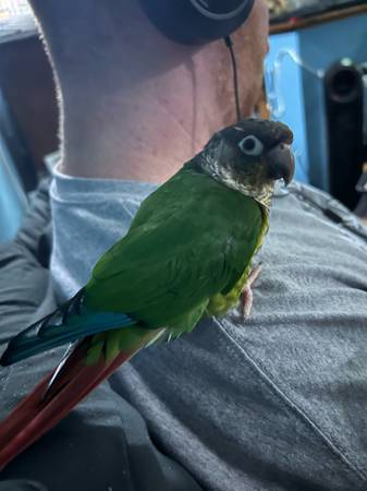 Conure looking for a new home (East Bridgewater)63876412442369123