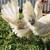 Gallo gallos pollos stag polla roosters gamefowl 6 thumbnail