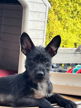 5 month Chinese crested chihuahua mix (Atlanta)63881506770561122