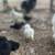 Chickens - Silkies 2 thumbnail