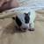 Texas Blue Heeler Puppies 4 thumbnail