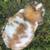 Holland Lop Bunny Rabbit  -  Flopsy 8 thumbnail