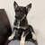 German shepherd Husky mix pups 6 thumbnail