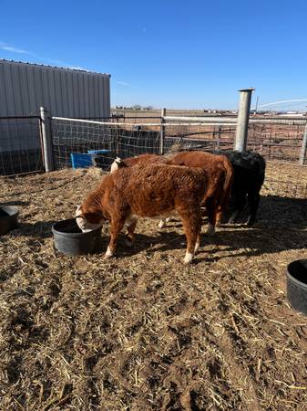 Miniature hereford angus cross 1