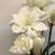 SET/3 Pottery Barn Faux White Amaryllis 2 thumbnail