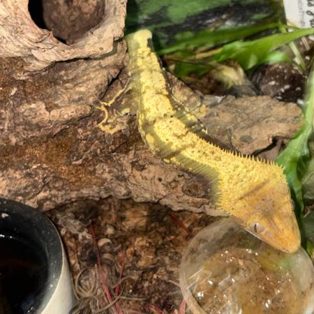 Crested gecko (Covington)63881507598465122