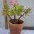 Assorted  plants/succulents/aloe vera/jade 6 thumbnail