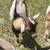 Pygmy Billy goats 1 thumbnail