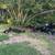Rural homes needed for abandoned muscovy ducks 2 thumbnail