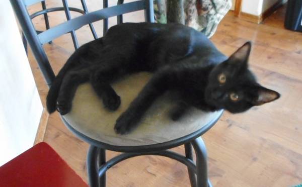 Cuddly, neutered kitten (Rochester)63874561190273120