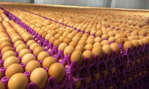Egg Farm Laborer's Needed 1