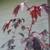 Yellow Oleander, Mango Trees, Cranberry Hibiscus, Papaya Trees 5 thumbnail