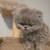 Persian kitten 1 thumbnail