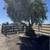 🫒 GIANT 150+ YEAR OLD SUPER GNARLY TRUNK OLIVE TREES GIANT SAVIINGS🫒 4 thumbnail