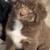 STANDARD AUSTRALIAN SHEPHERD PUPPIES 5 thumbnail