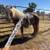 Haflinger Stallion 10 thumbnail