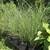 Maiden Grass "Miscanthus sinensis" 2 thumbnail
