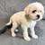 Malshi pups 2 thumbnail