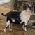 Spanish Doe Goat 1 thumbnail
