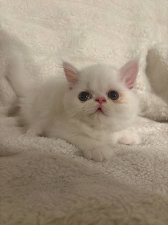 2 Persian Kittens (Fremont)63890025564163124