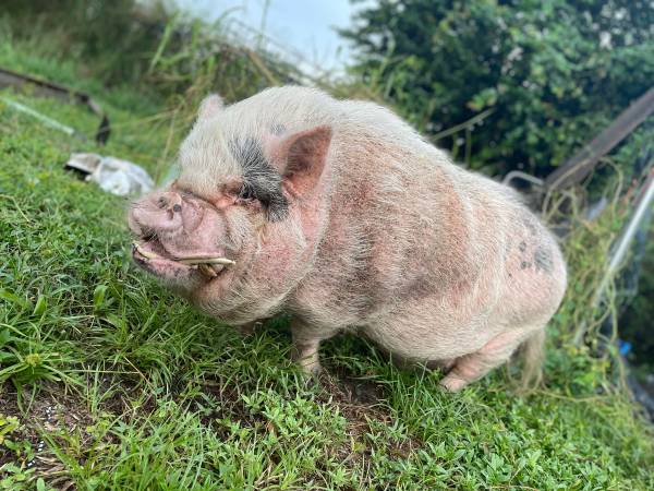 Pot belly pig (Fort Pierce)63667845982337122