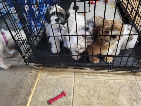 Havashu (shih tzu + Havanese) puppies63896773477762122