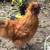 FREE Silkie Roosters 1 thumbnail