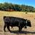 Highland Cross Heifer & Bull Yearling w/ Nofence Collars 3 thumbnail