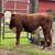 Commercial Hereford Bull 1 thumbnail