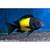Rare African Cichlids 10 thumbnail