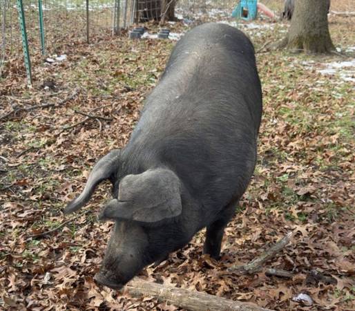 Gilt and 2 barrows 1