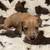 Mini doxies (Poughkeepsie) 1 thumbnail