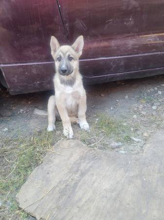 Husky/ Pastor Alemán (hercules, pinole, san pablo, el sob)63852312114433122