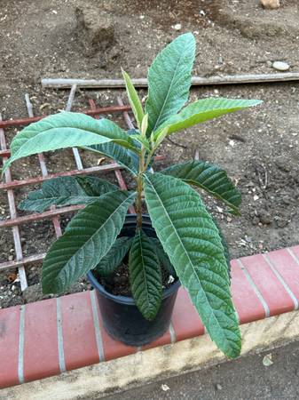 Organic and Healthy Loquat Tree - $39 (san jose south)63471366561923121