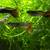 Guppies/Fishes 2 thumbnail