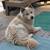 Rehoming Husky/Chow mix puppy 3 thumbnail
