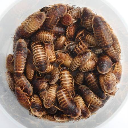 Isopod Pet & Feeder Insect | Roach (Duluth)63922481041155121