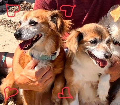 Come see Kazooy today at ‘The Little Dog House’ in Goleta ! (Goleta)64054131495427120