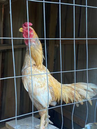 aseel gallo - $80 (jacksonville)63440290741379121