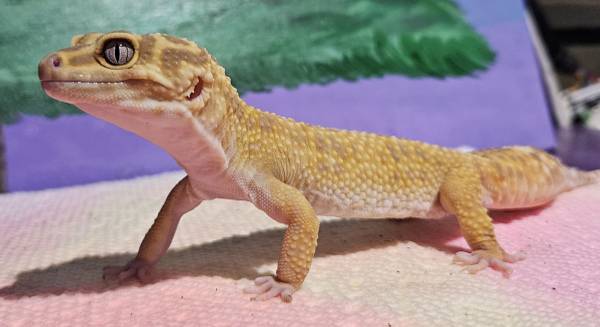 Leopard gecko. (Needs home asap) (Janesville)63735854723329123