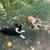 Pembroke Welsh Corgi 4 thumbnail
