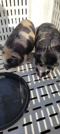 2 mini cuncun pigs 1