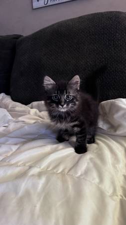 REHOMING 8 week old KITTENS!! In need of their furrrrever home (Bellflower)63893600723203122