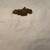 Indianapolis 500 Pitt pass badge 1947 4 thumbnail
