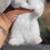 Netherland dwarf 1 thumbnail