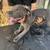 Blue brindle 7 thumbnail