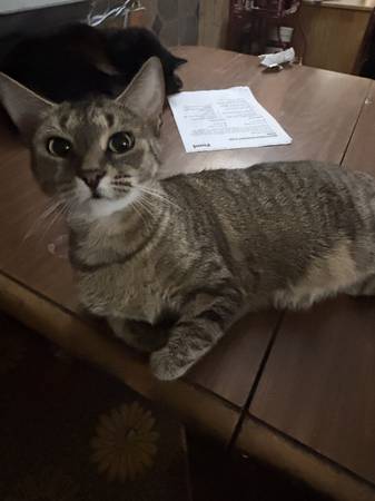 Lost cats (Etowah)64145663441155122