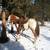 ApHC broodmare 10 thumbnail