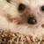 HEDGEHOGS FOR SALE 5 thumbnail